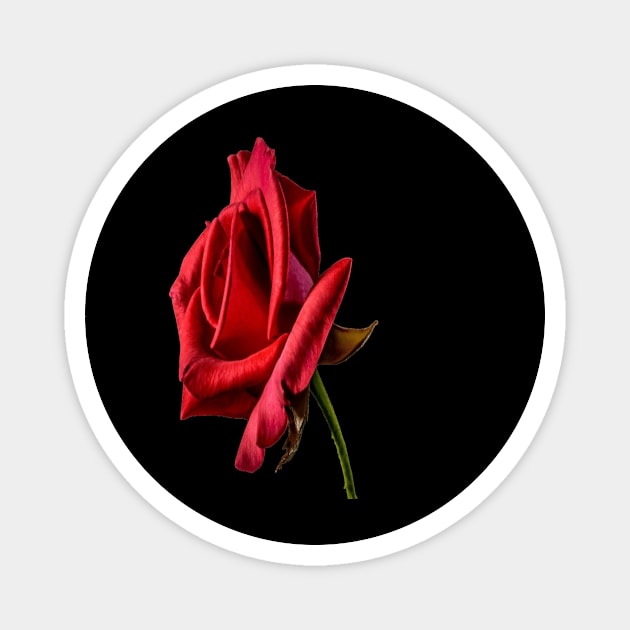 red rose Magnet by Unitrends